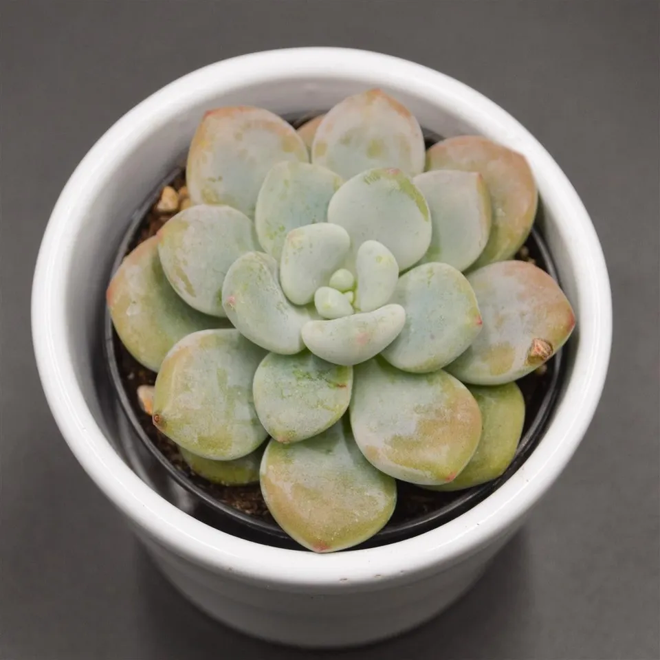 pasiora-x-graptosedum-miul-sukkulente-6cm image 1