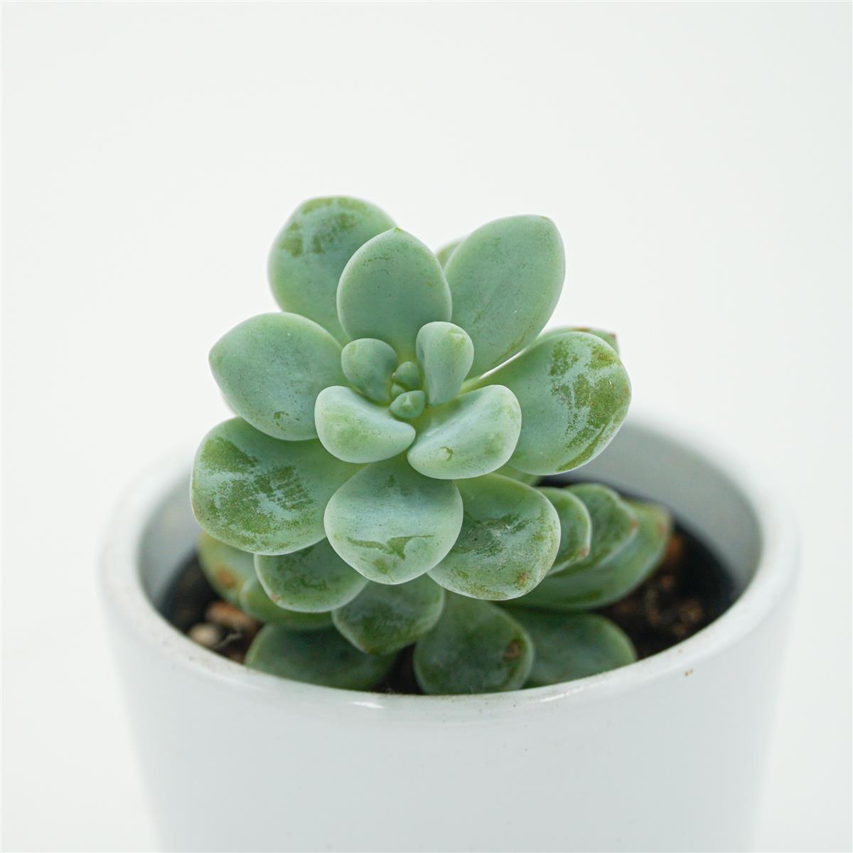 pasiora-sedum-clavatum-sukkulente-5-5-cm-topf image 1
