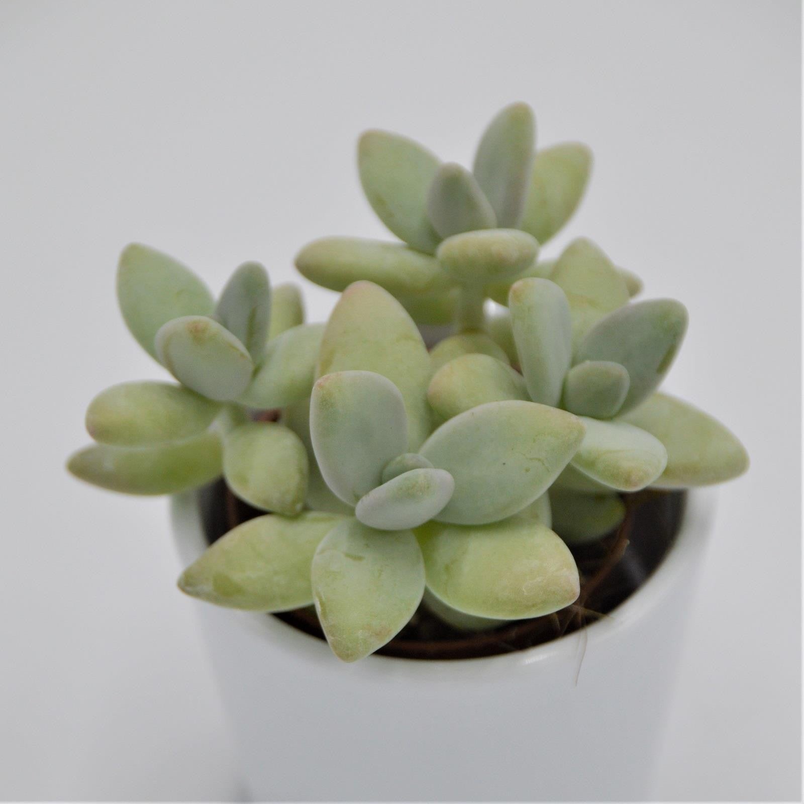 pasiora-pachyphytum-green-apple-mini-sukkulente-5-5cm image 1