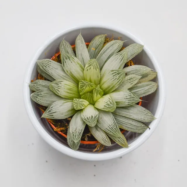 pasiora-haworthia-cooperi-f-variegata-sukkulente-10-5cm image 1