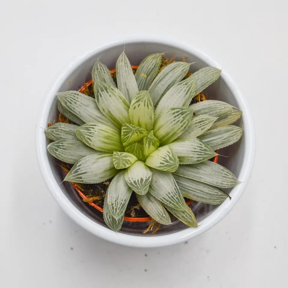 pasiora-haworthia-cooperi-f-variegata-sukkulente-10-5cm image 1