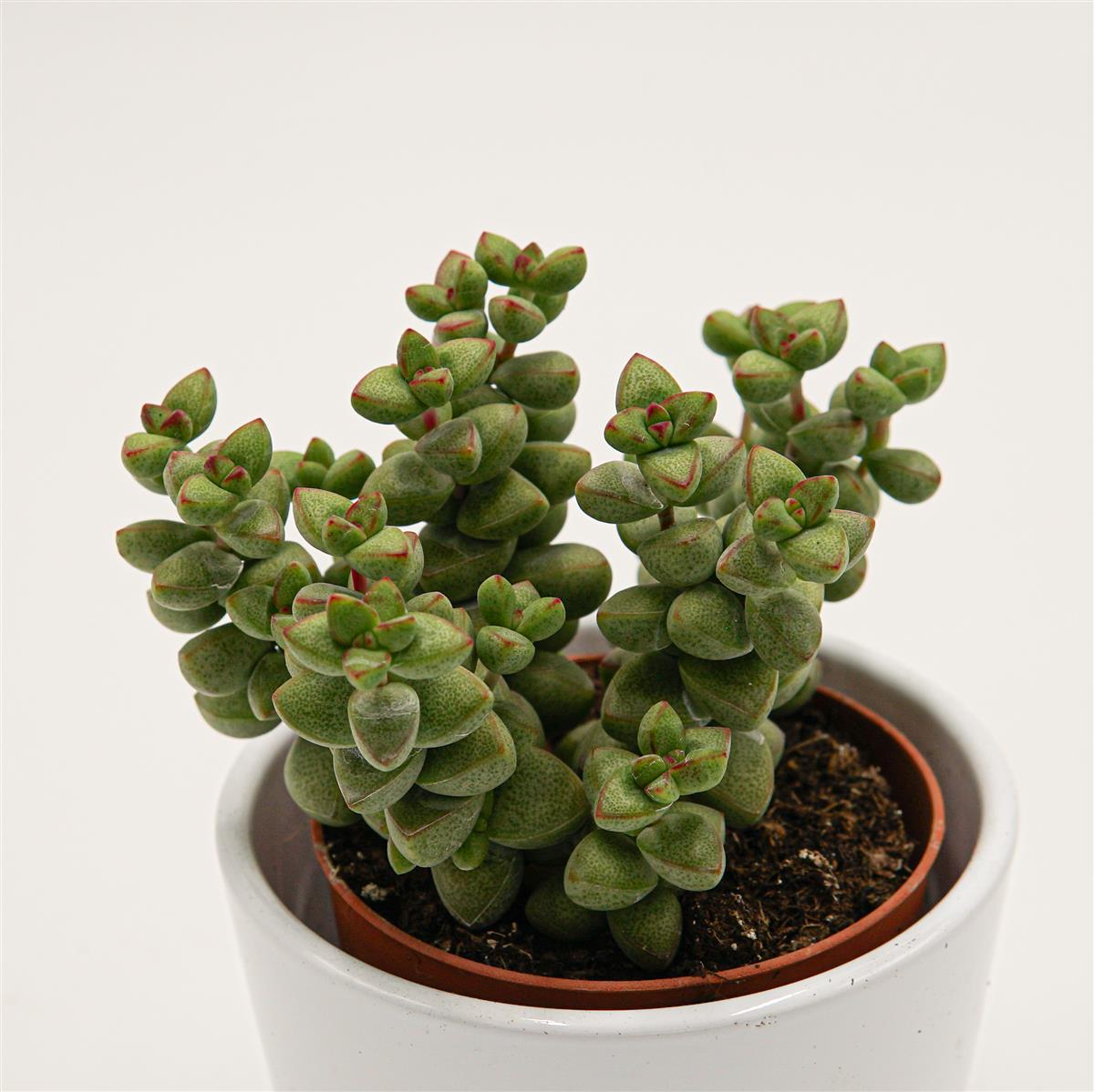 pasiora-crassula-brevifolia-dickblatt-sukkulente-8-5cm image 2