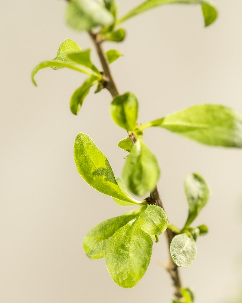 feey-goji-beere-lycium-barbarum-au-enstrauch image 5