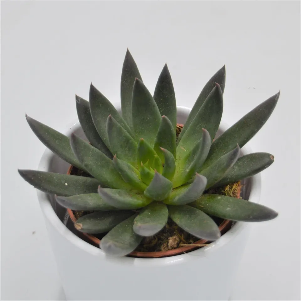 pasiora-echeveria-affinis-schwarze-echeverie-8-5-cm-topf image 1