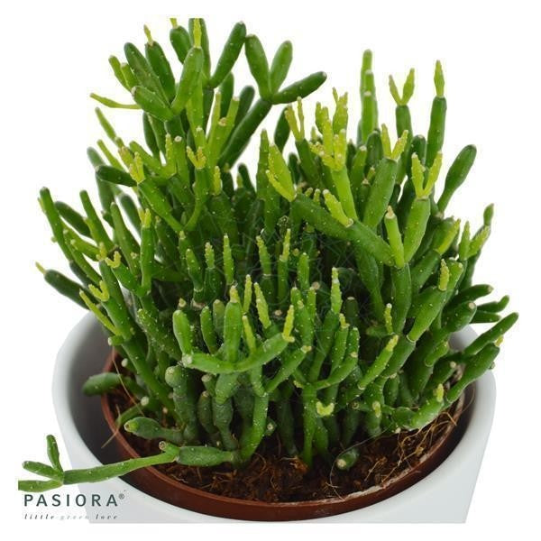 pasiora-rhipsalis-set-3-st-ck-rhipsalis-sukkulenten-mix image 2