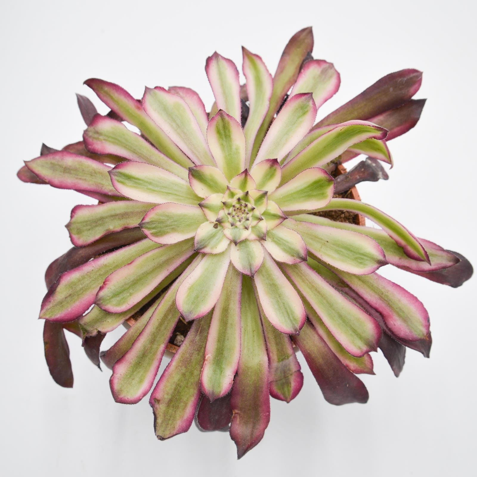 pasiora-aeonium-mardi-gras-rosetten-sukkulente-10-5cm-topf image 1