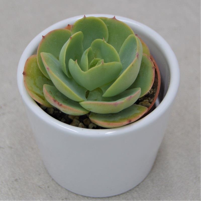 pasiora-echeveria-green-spoon-sukkulente-6-cm-topf image 1
