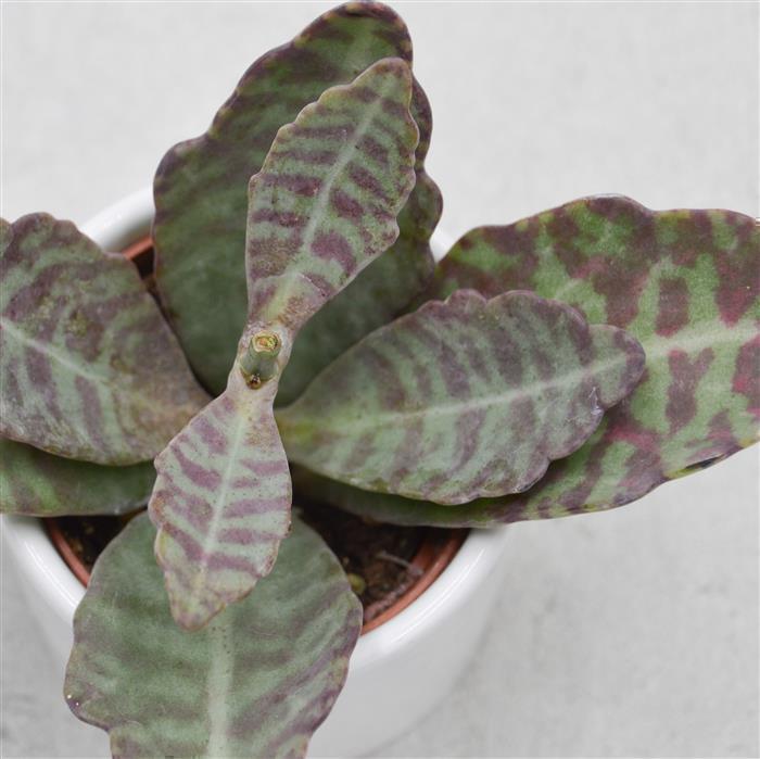 pasiora-kalanchoe-humilis-desert-surprise-sukkulente-6cm image 1