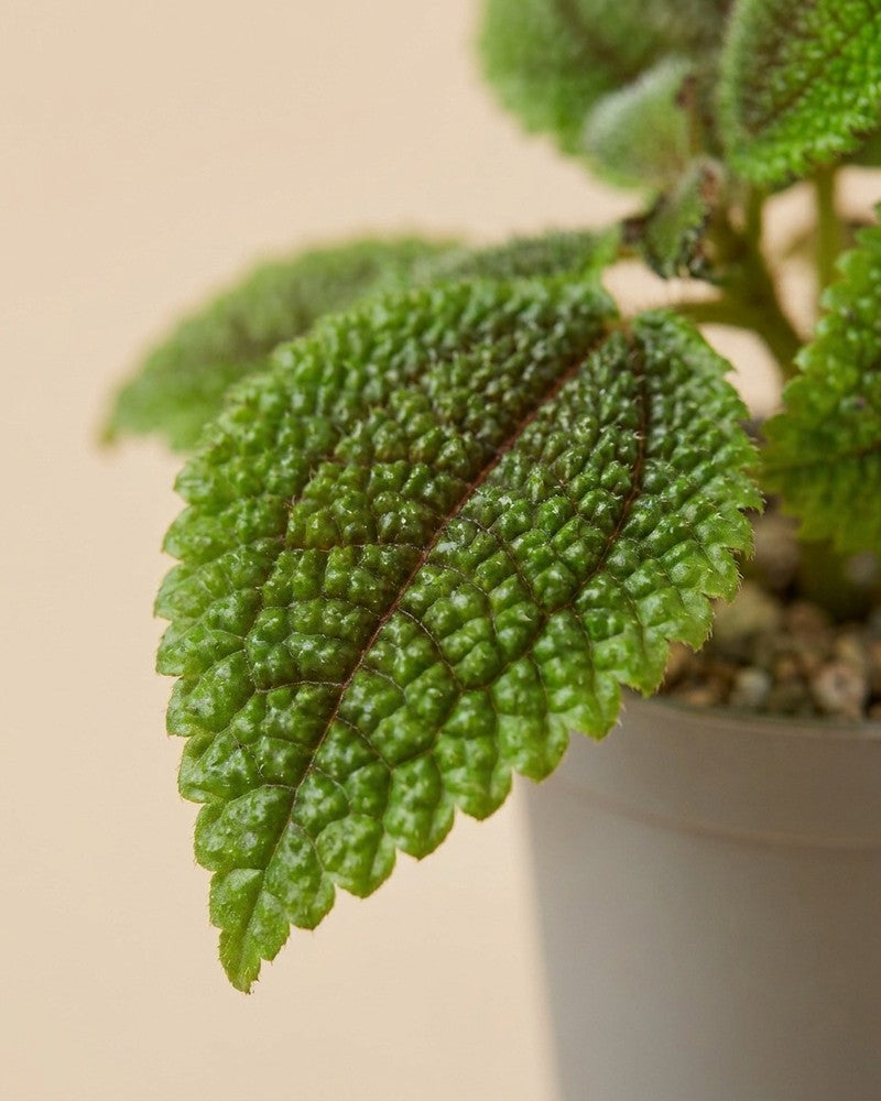 feey-baby-pilea-moon-valley-3er-set image 4