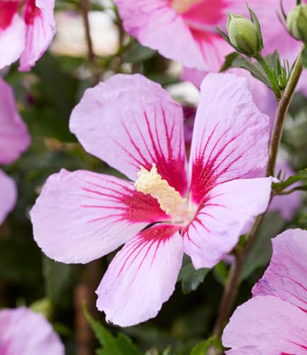 baldur-garten-zwerg-hibiskus-little-legends-pink-zierstrauch-im-9x9-cm-topf image 6