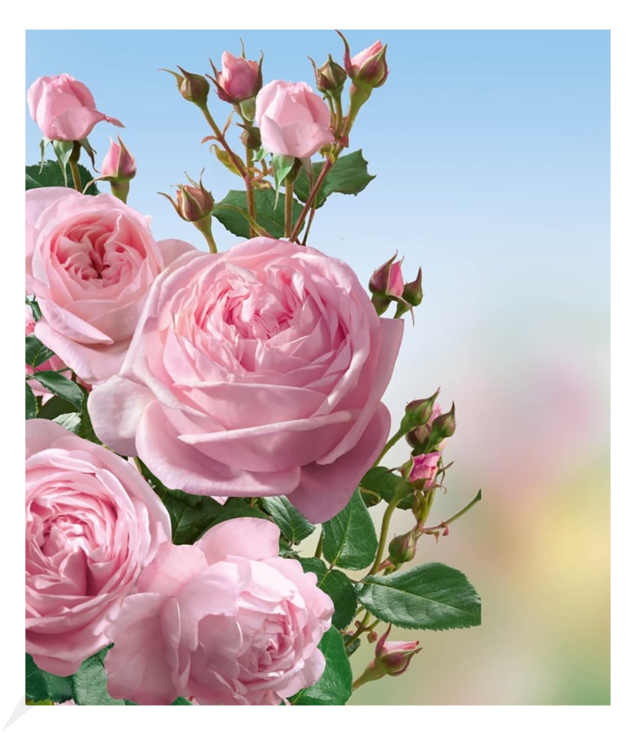 baldur-garten-delbard-kletterrose-nah-ma-wurzelnackt-3-5-m image 1