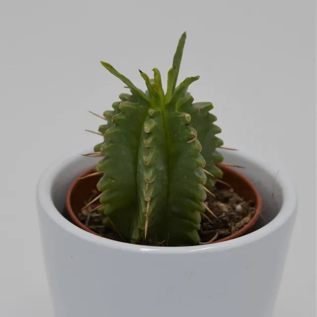 pasiora-euphorbia-japonica-sukkulente-im-5-5cm-topf image 1