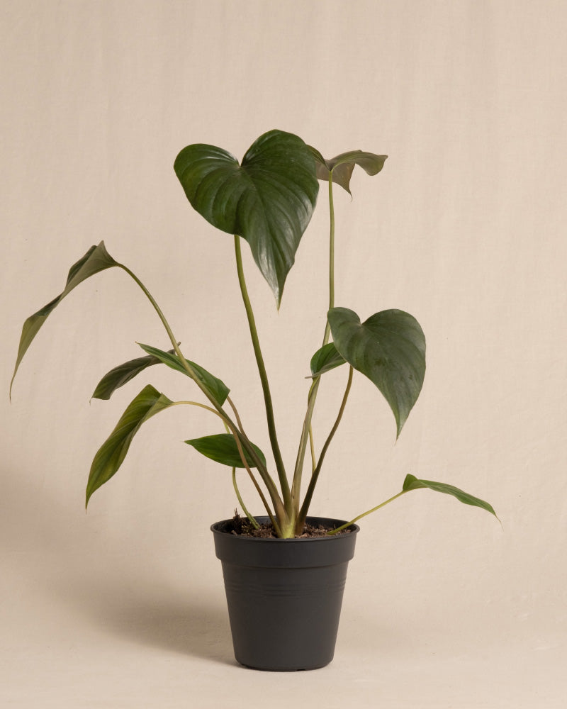 feey-homalomena-rubescens-black-zimmerpflanze-im-topf image 3