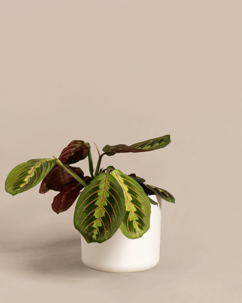 feey-maranta-leuconeura-tricolor-pfeilwurz-prayer-plant-zimmerpflanze image 7