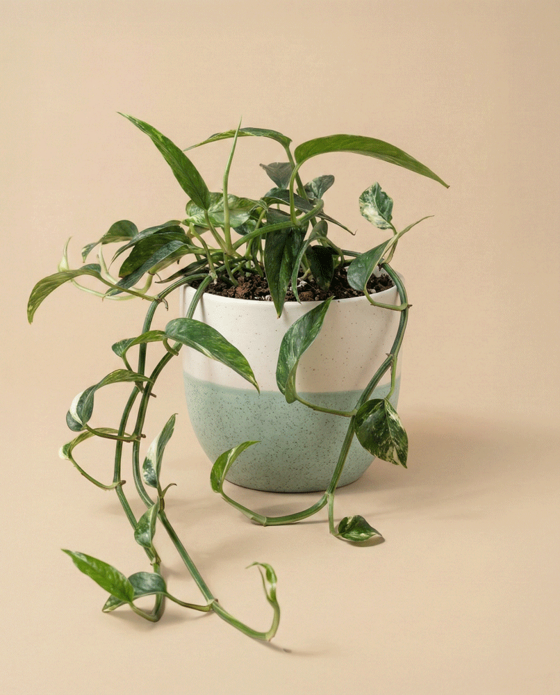 feey-epipremnum-pinnatum-variegata-panaschierte-h-ngepflanze image 4