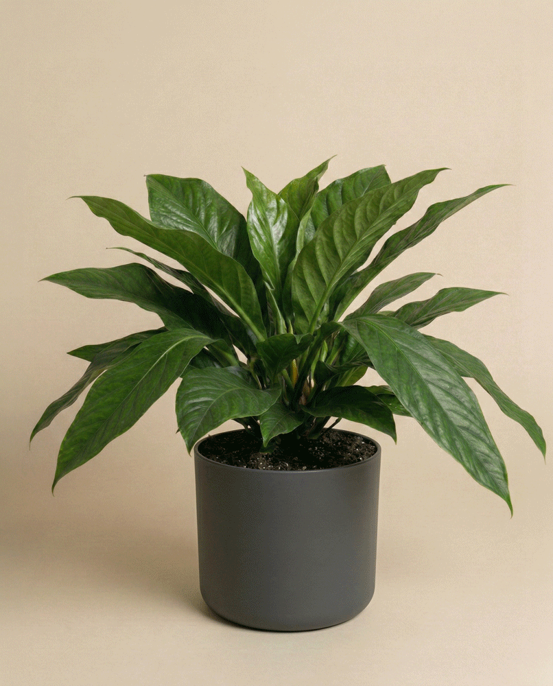 feey-anthurium-jungle-bush-xl-zimmerpflanze-gro image 4