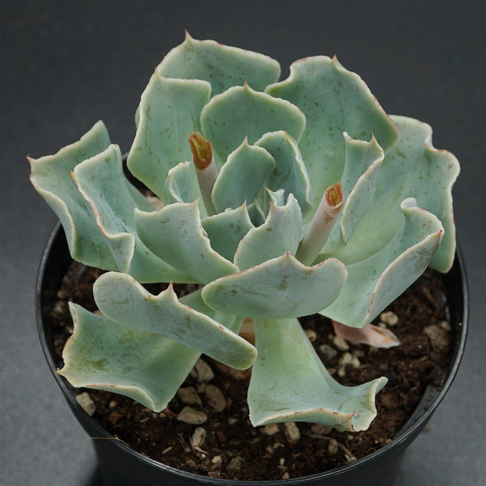 pasiora-echeveria-tsunami-rarit-t-einzelst-ck-indoor image 1
