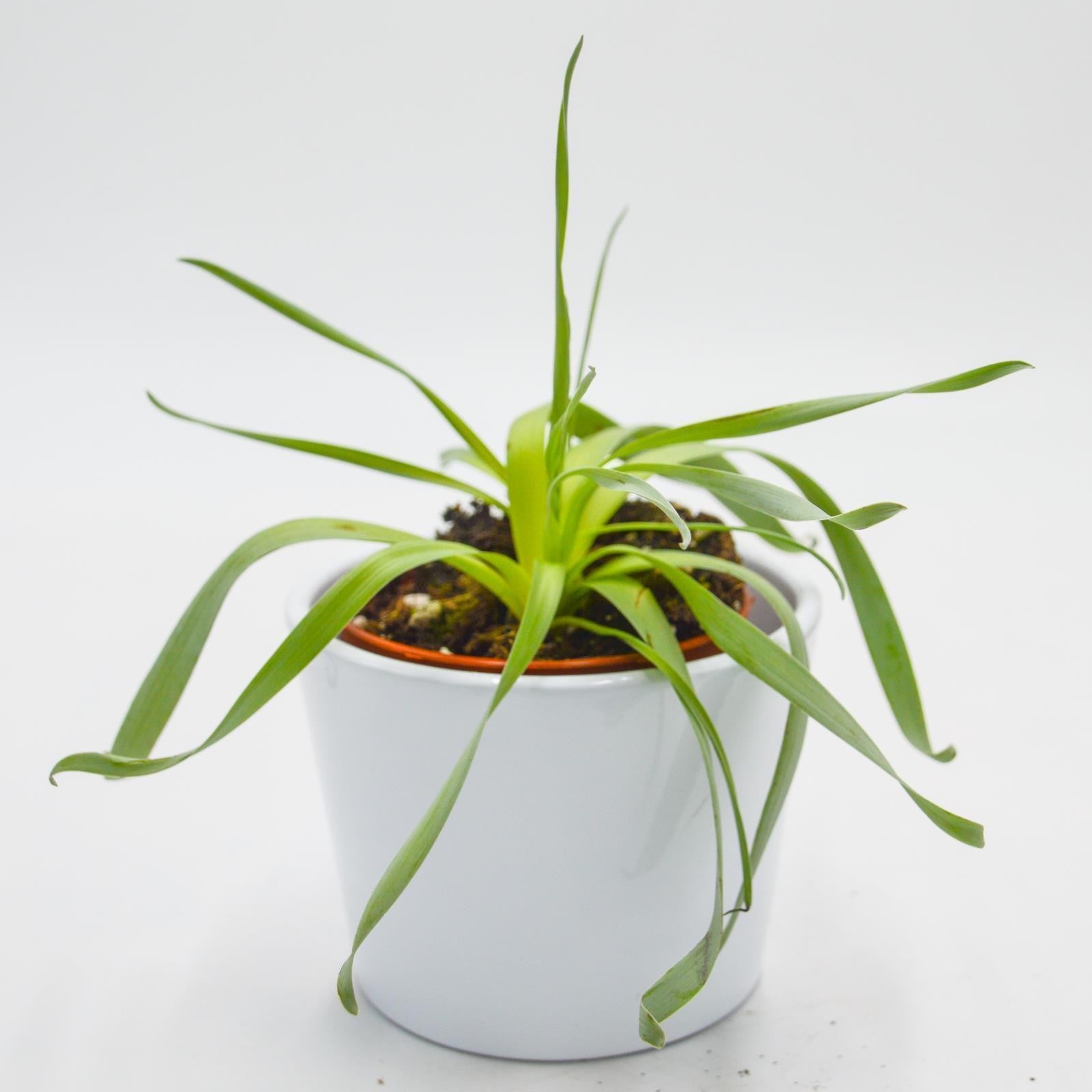pasiora-cyrtanthus-spiralis-sukkulente-rarit-t-8-5-cm-topf image 3