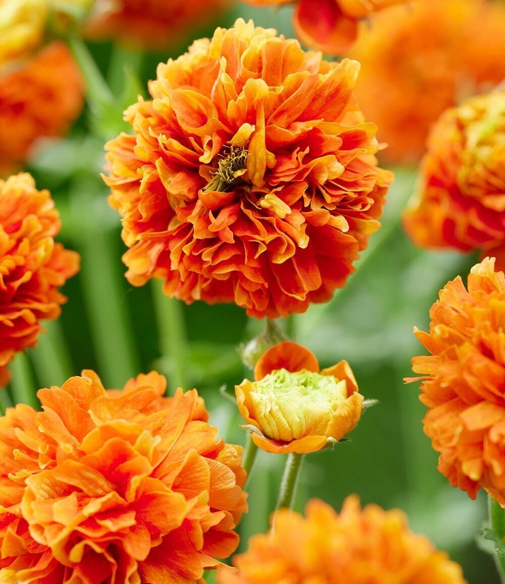 baldur-garten-geum-orange-pumpkin-3x-staude-9x9-cm image 2
