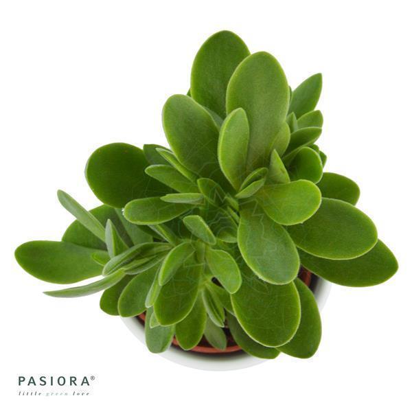 pasiora-crassula-ovata-money-maker-geldbaum-6cm image 3