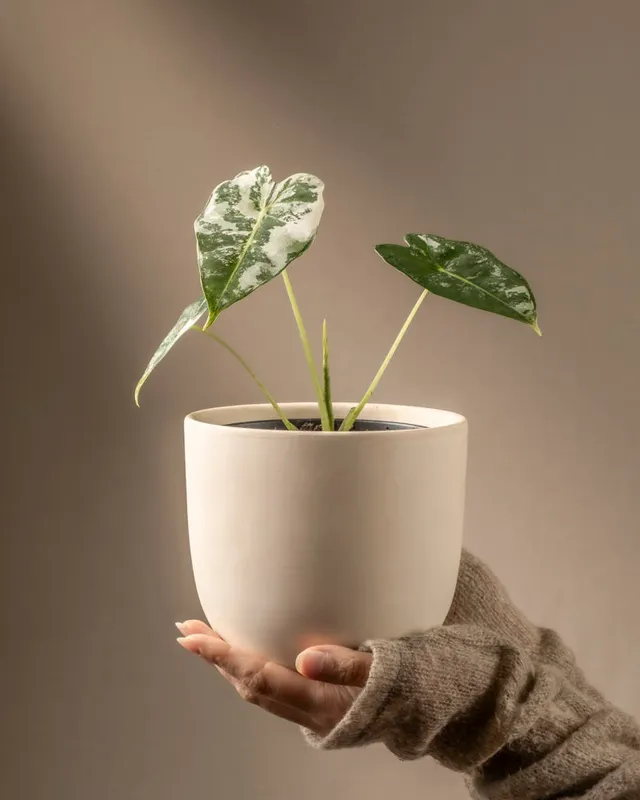 feey-alocasia-micholitziana-frydek-variegata-rarit-t-elefantenohr image 1