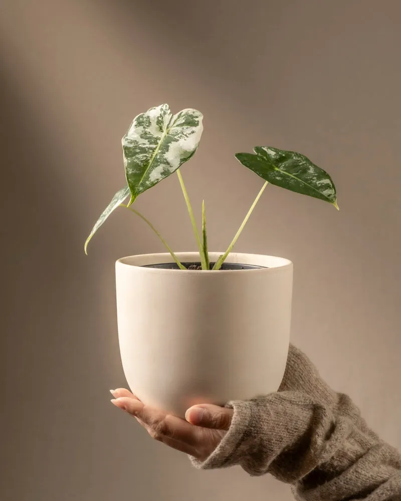 feey-alocasia-micholitziana-frydek-variegata-rarit-t-elefantenohr image 1