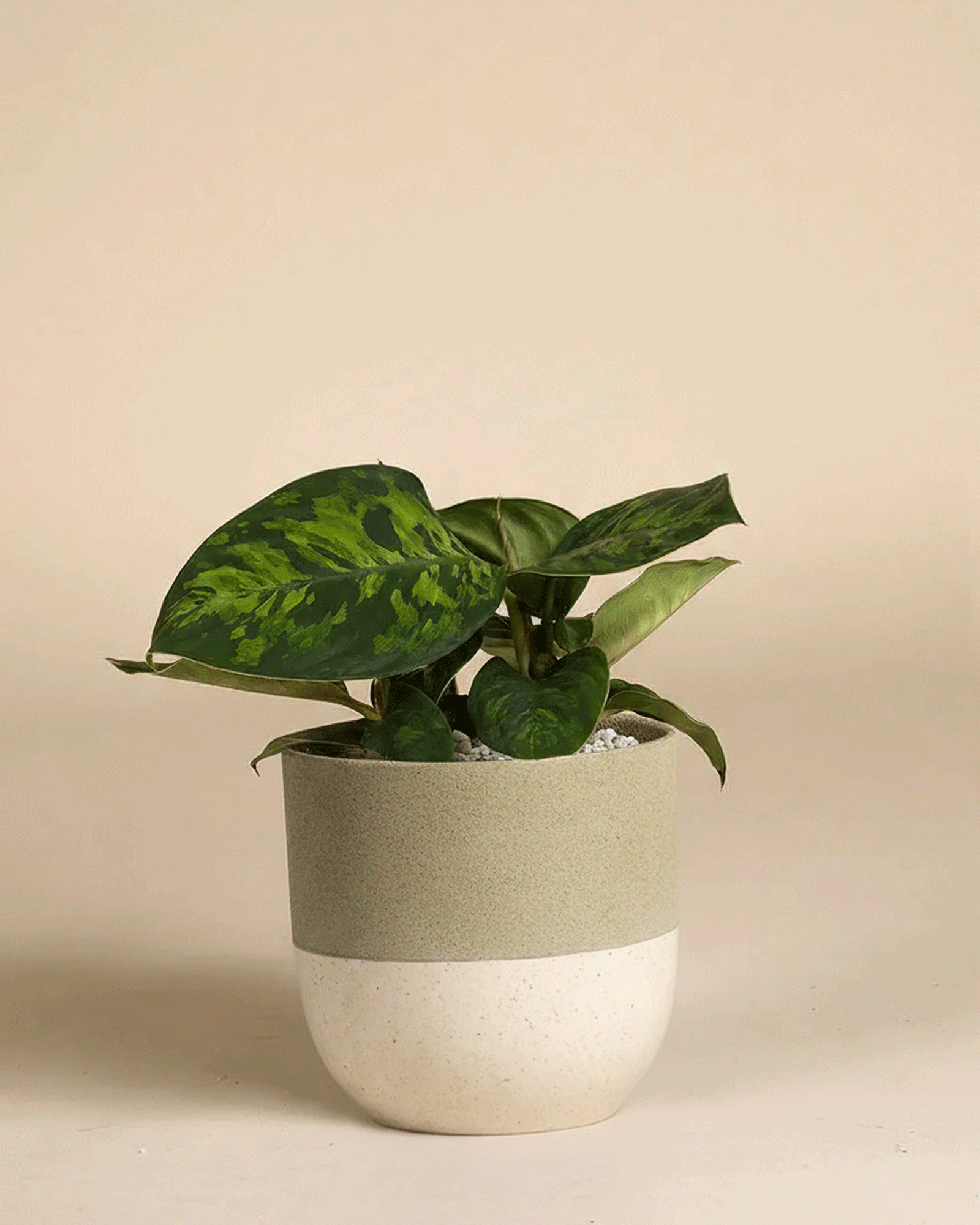 feey-homalomena-camouflage-zimmerpflanze image 5