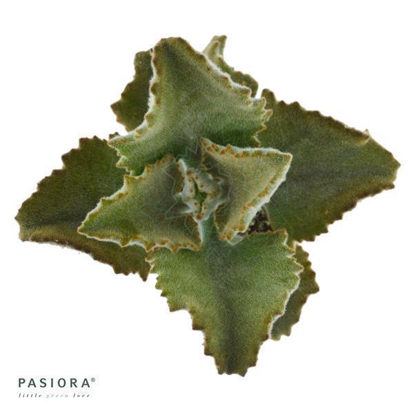 pasiora-kalanchoe-beharensis-fang-6cm-elefantenohr image 2