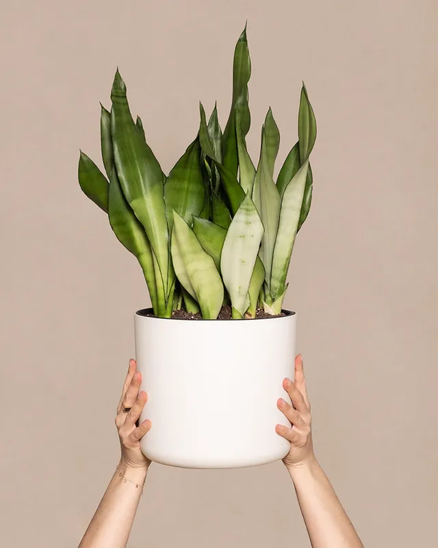 feey-gro-e-moonshine-sansevieria-trifasciata-silber-bogenhanf-zimmerpflanze image 1