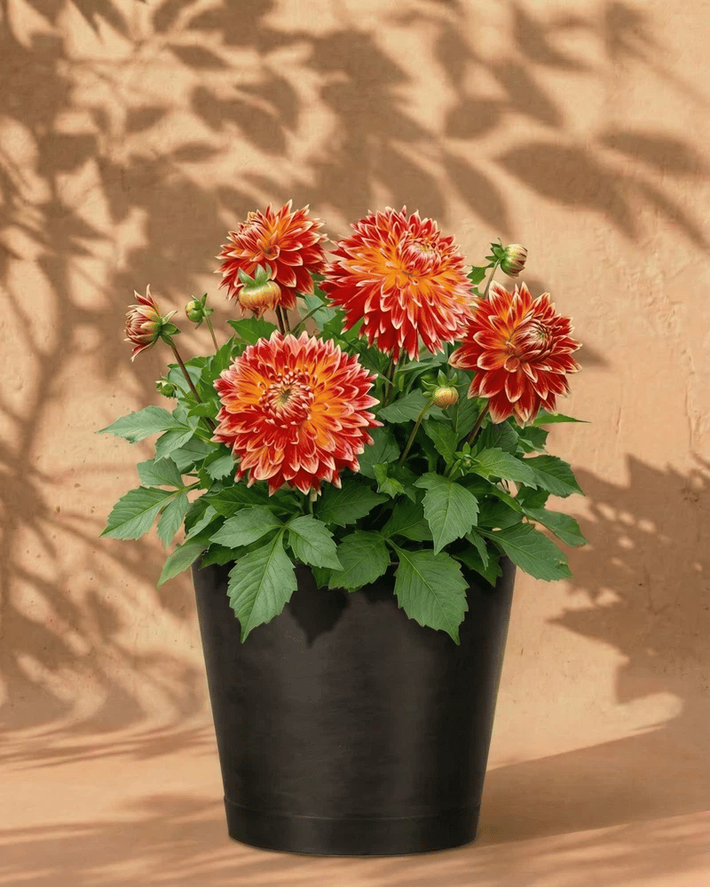 feey-dahlien-orange-rot-knollen-dahlia-akita image 6