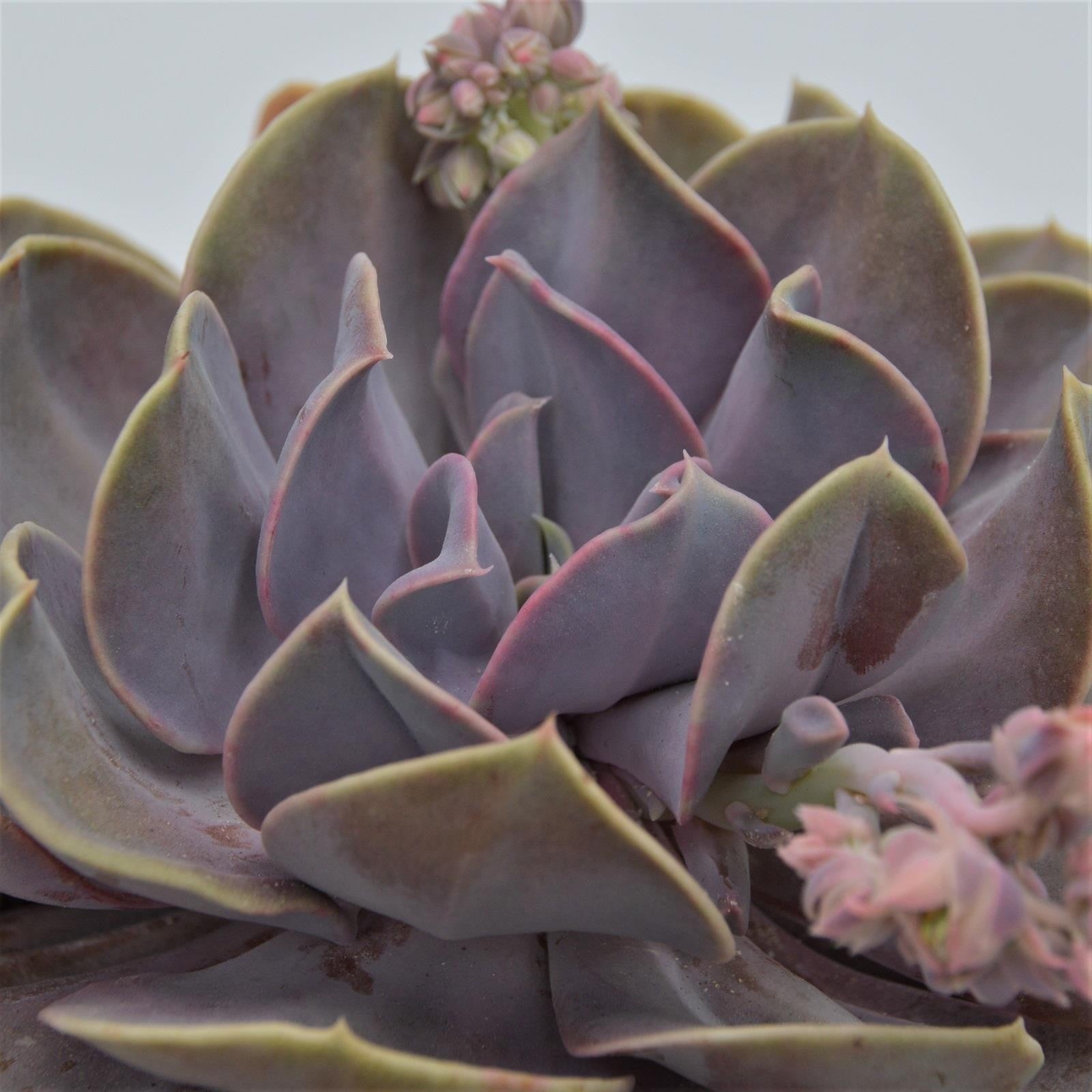 pasiora-echeveria-serena-sukkulente-15cm image 2