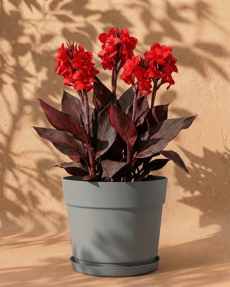 feey-canna-rot-blumenrohr-rhizome image 7