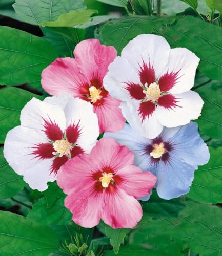 baldur-garten-10x-winterharte-hibiskus-hecke-im-9x9-cm-topf image 8