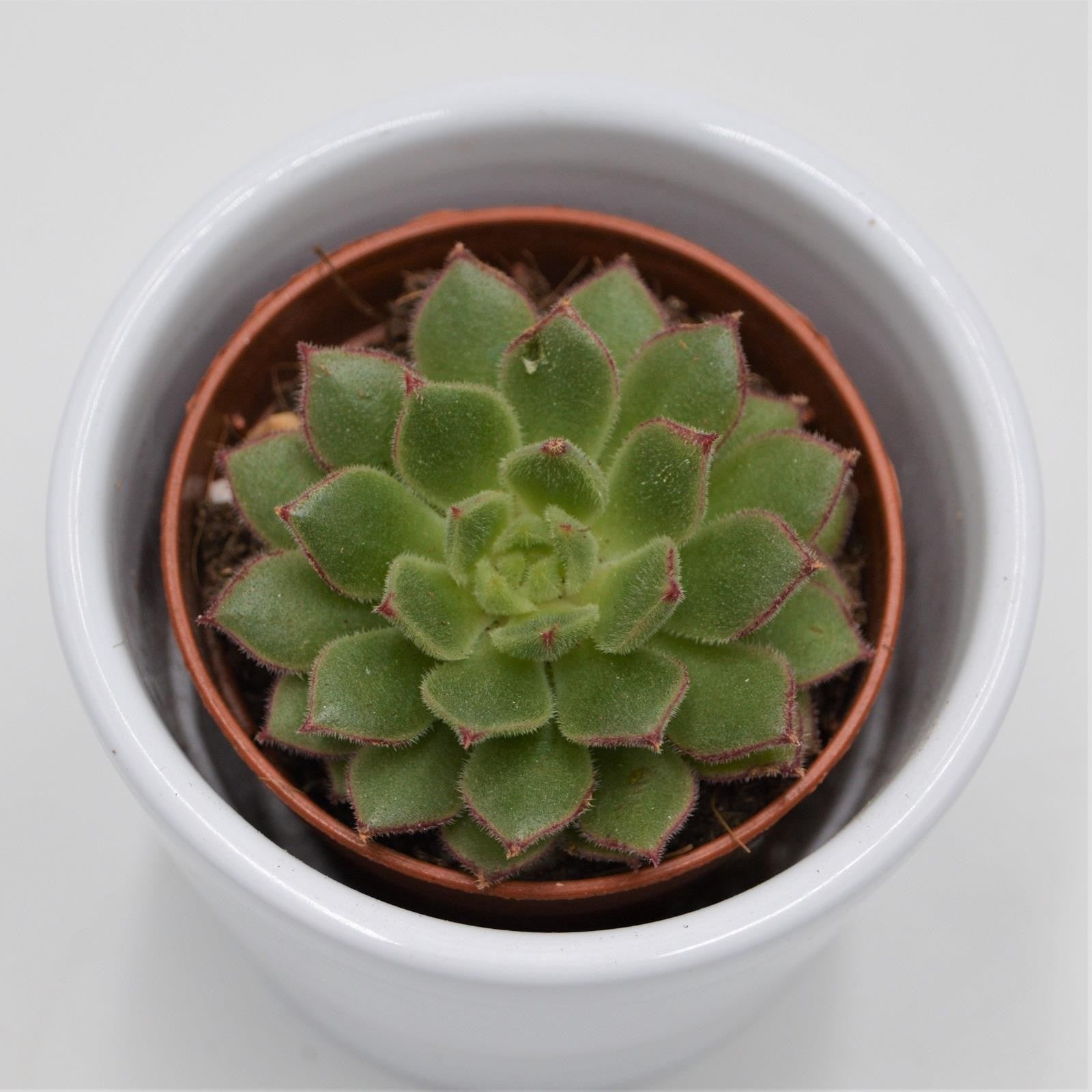 pasiora-echeveria-derosa-herr-herrsblute-sukkulente-5-5cm image 1