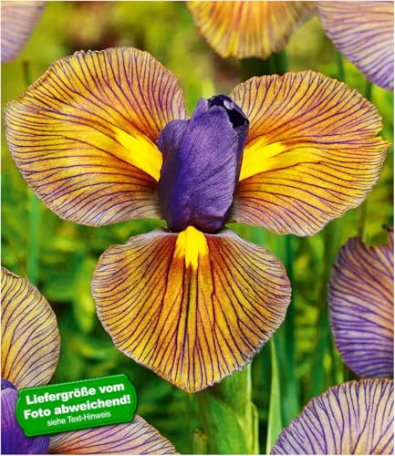 baldur-garten-12x-iris-eye-of-the-tiger-blumenzwiebeln-gr-e-i image 5