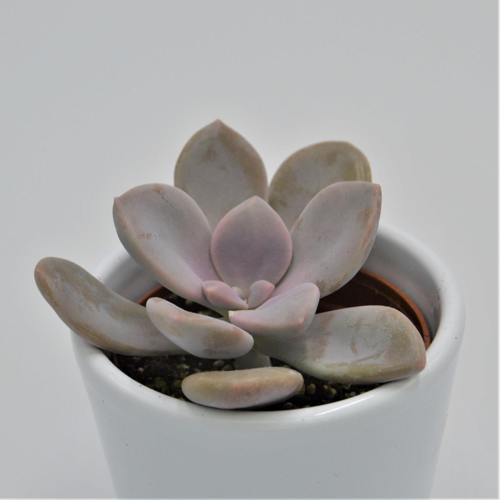 pasiora-graptopetalum-murasaki-sukkulente-6cm image 1