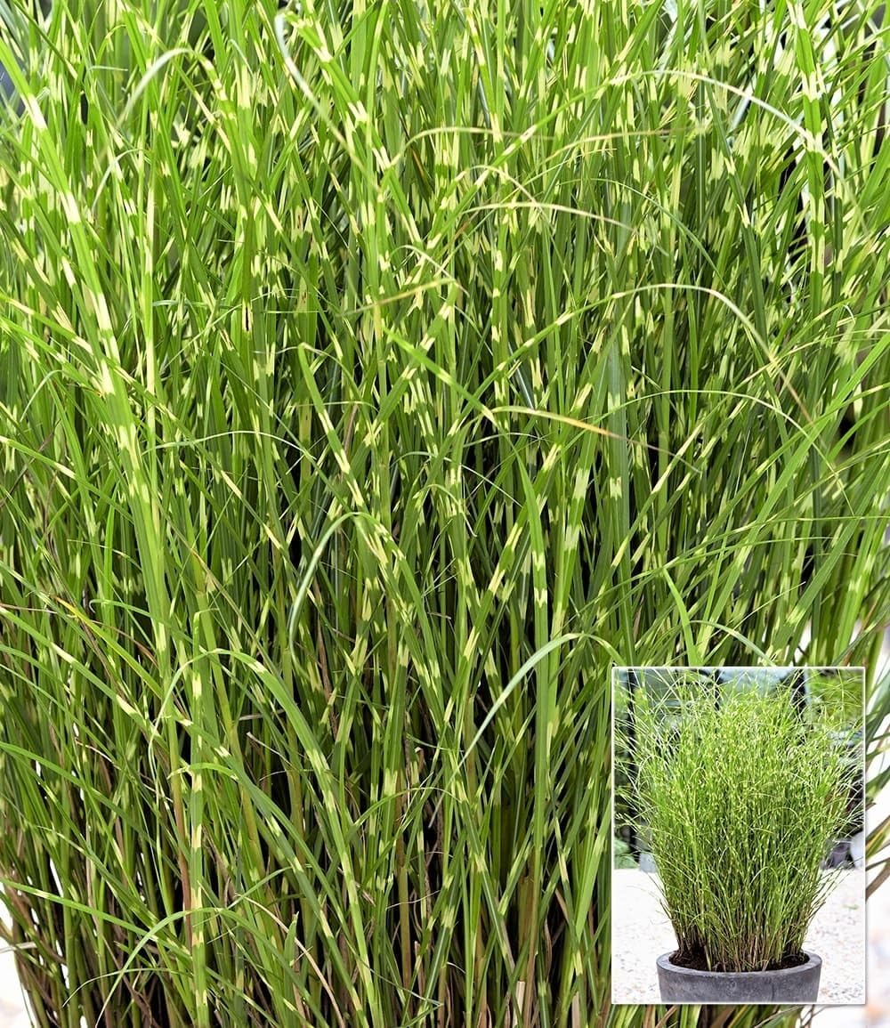 baldur-garten-chinaschilf-zebragras-miscanthus-sinensis-zebrinus-9x9-cm-topf image 1