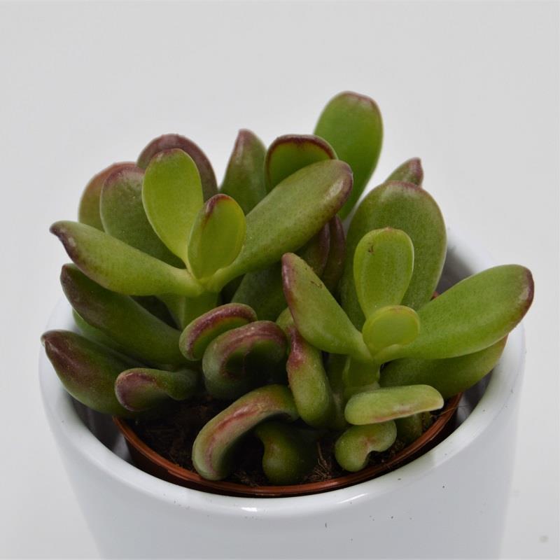pasiora-crassula-ovata-convoluta-sukkulente-5-5cm-topf image 1