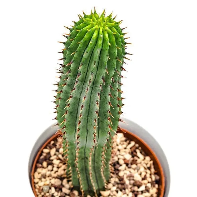 pasiora-hoodia-gordonii-sukkulente-10-5cm image 1
