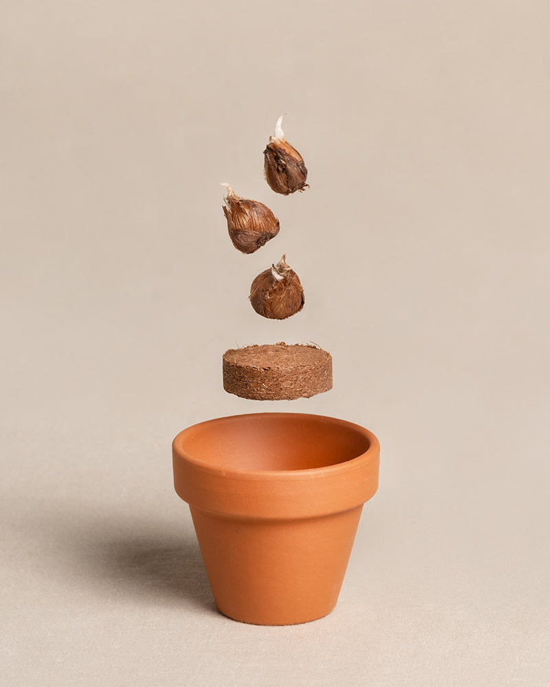 feey-gl-cksklee-mini-set-mit-zwiebeln-erde-und-topf image 2