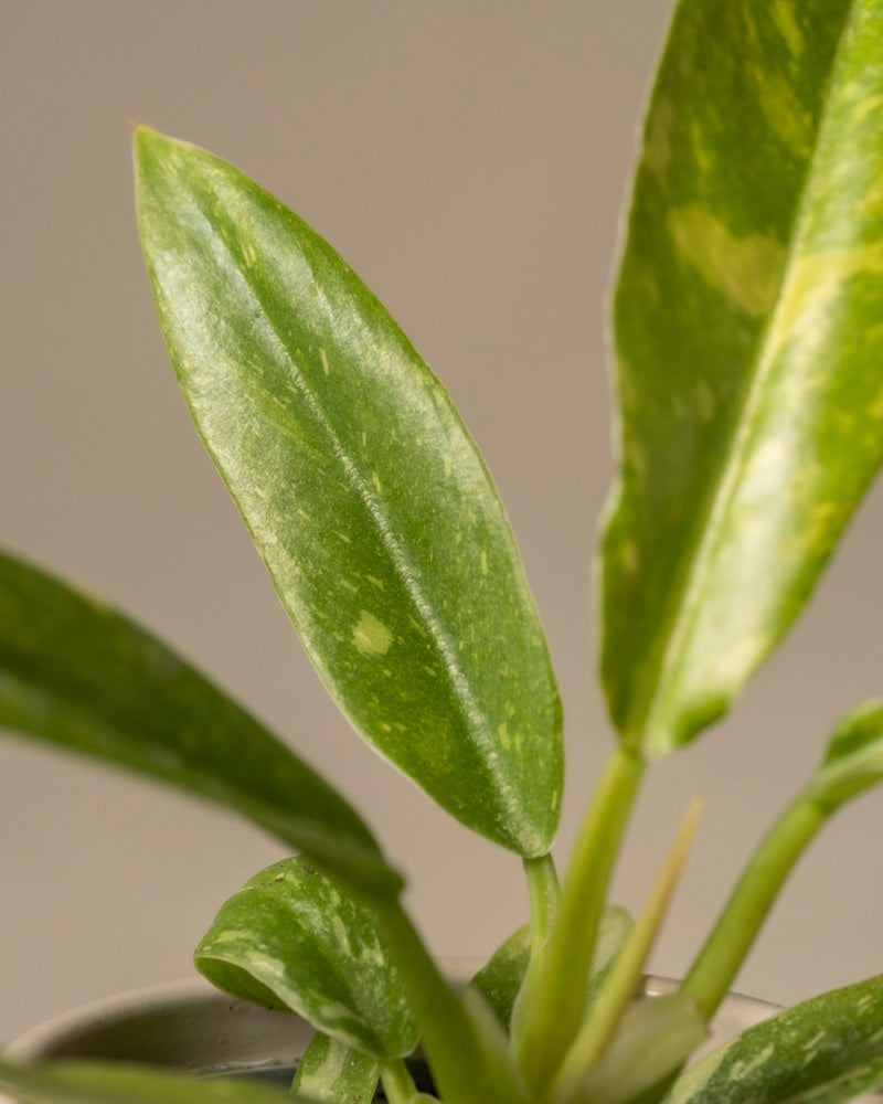 feey-philodendron-ring-of-fire-babypflanze-rarit-t image 2