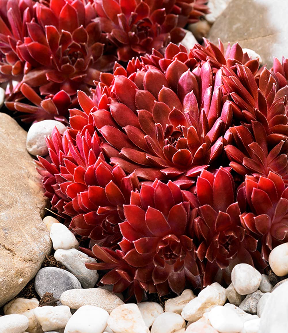 baldur-garten-sempervivum-arctic-white-coral-red-2er-set-stauden image 4