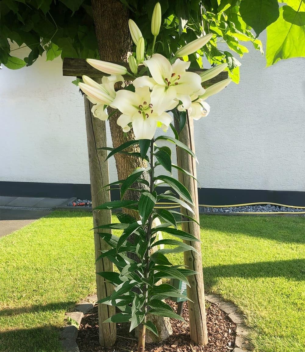 baldur-garten-3x-tree-lily-pretty-woman-zwiebel-16-18-cm image 3