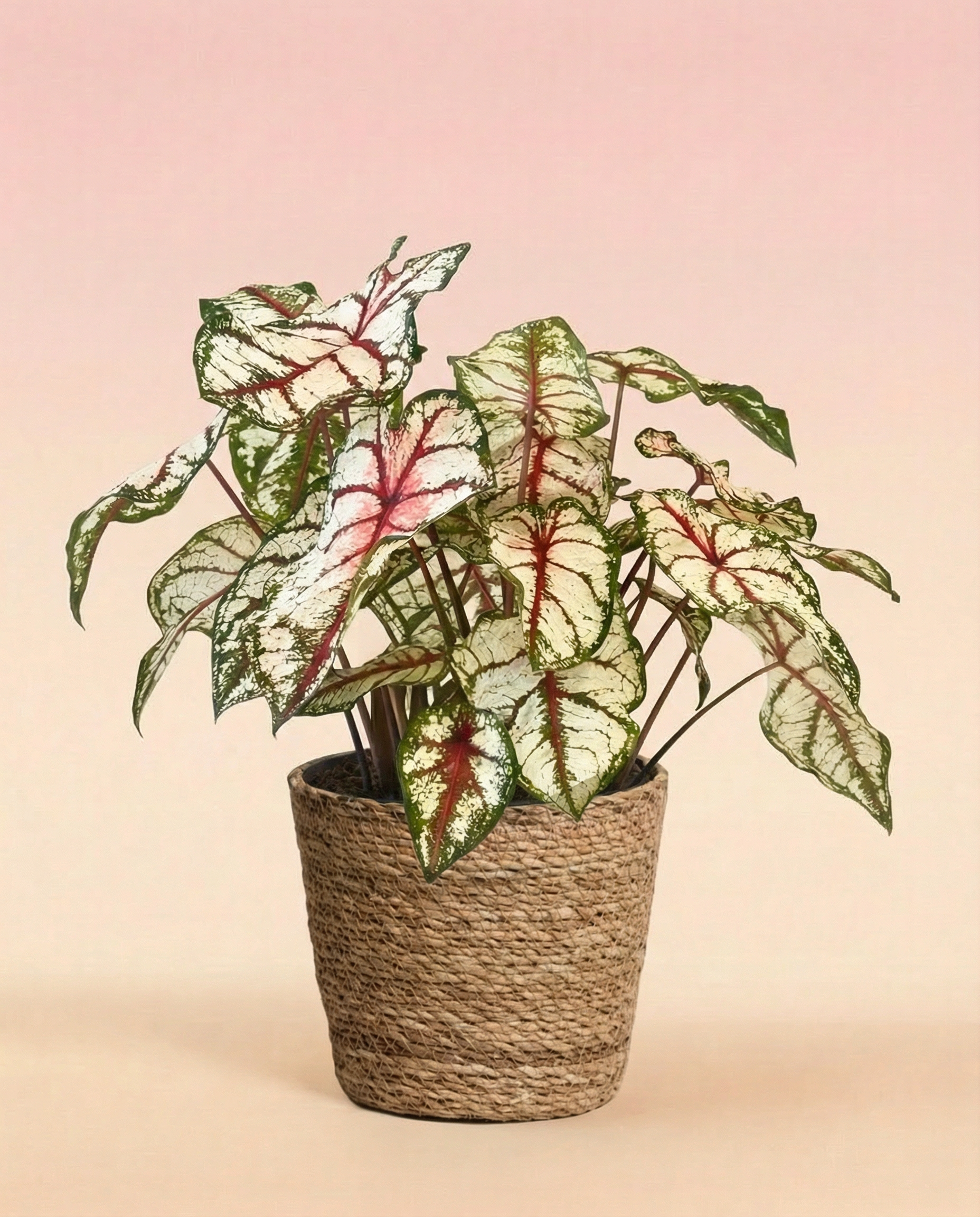 feey-caladium-bottle-rocket-zimmerpflanze image 7