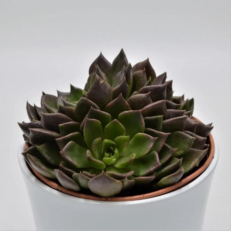 pasiora-echeveria-black-prince-sukkulente-14cm-topf image 1