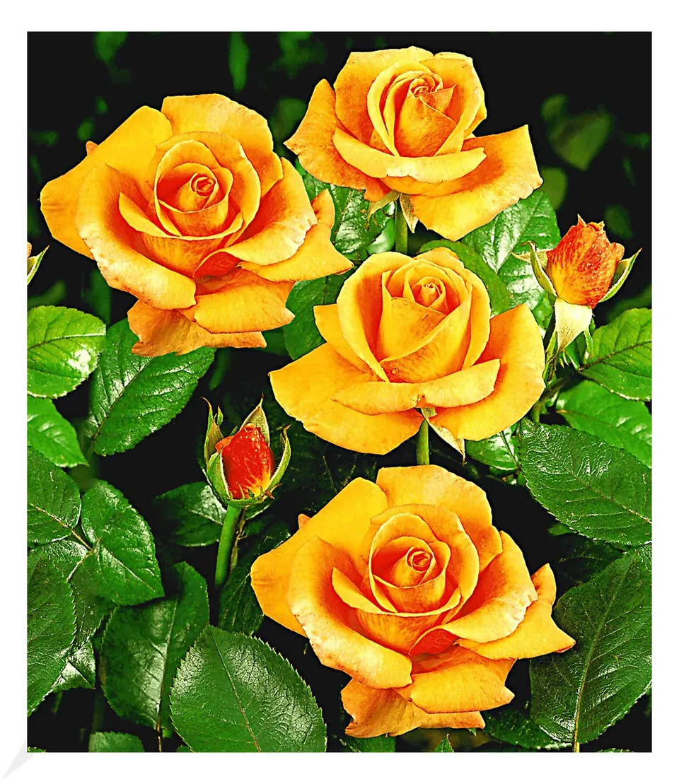 baldur-garten-duftende-edelrose-maja-oetker-wurzelballiert image 1