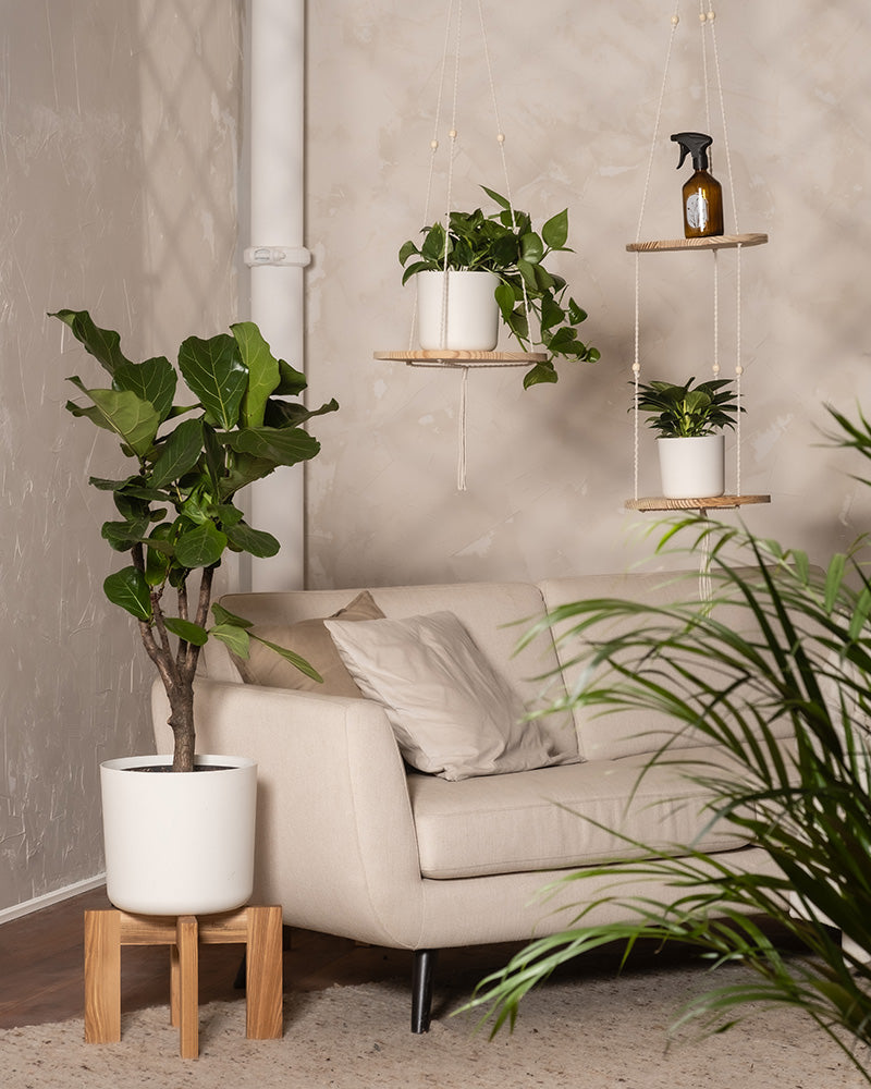 feey-urban-jungle-set-3-pflanzen-spr-her-gro image 2
