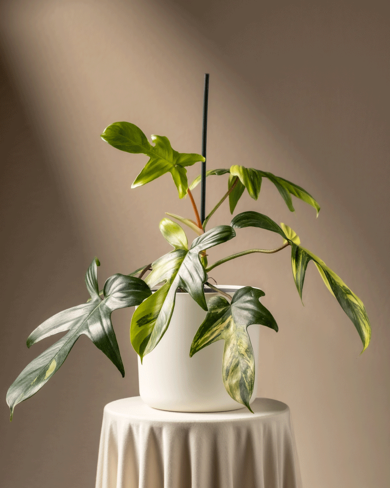 feey-philodendron-florida-beauty-rarit-t-zimmerpflanze image 8