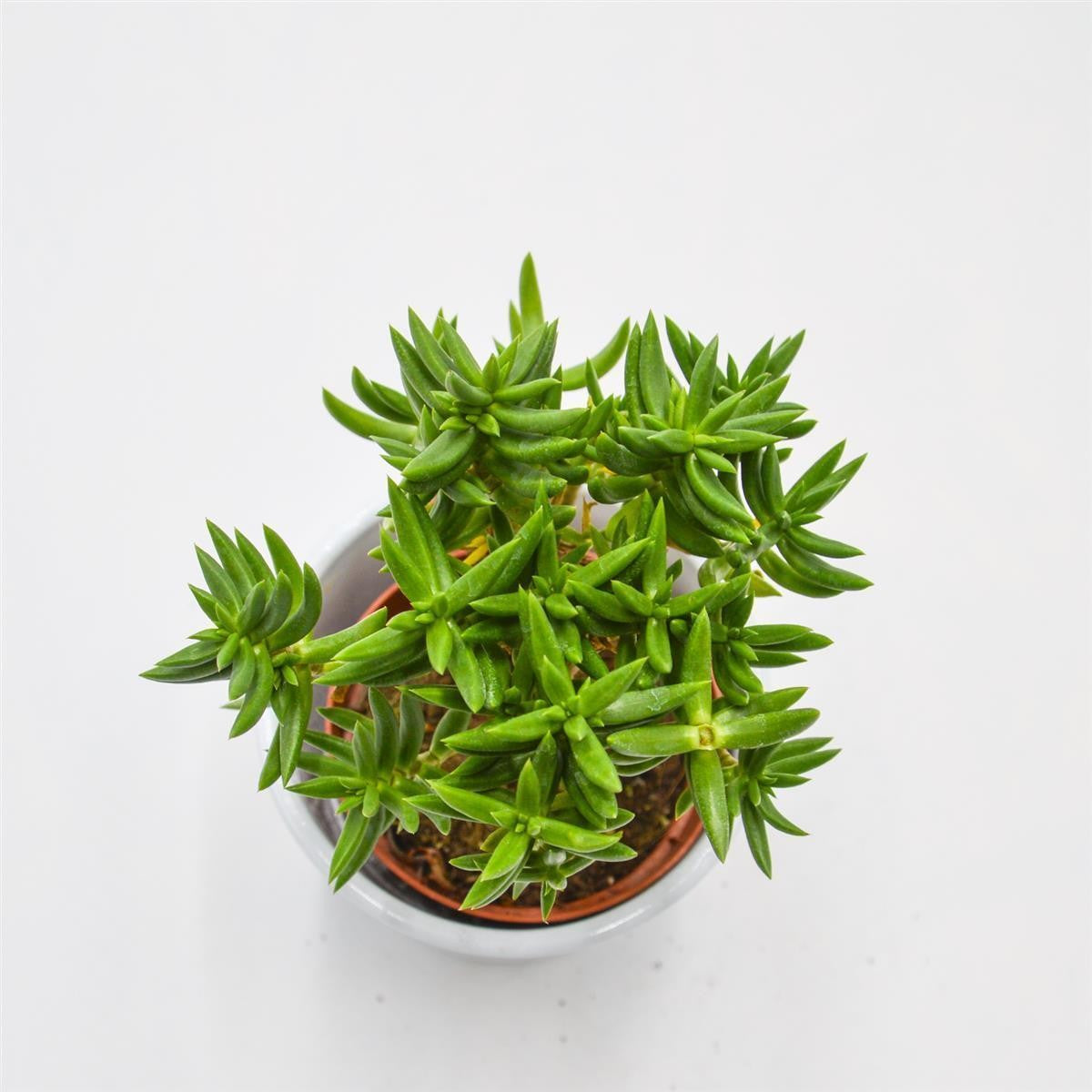 pasiora-crassula-tetragona-dickblatt-sukkulente-8-5cm-topf image 2