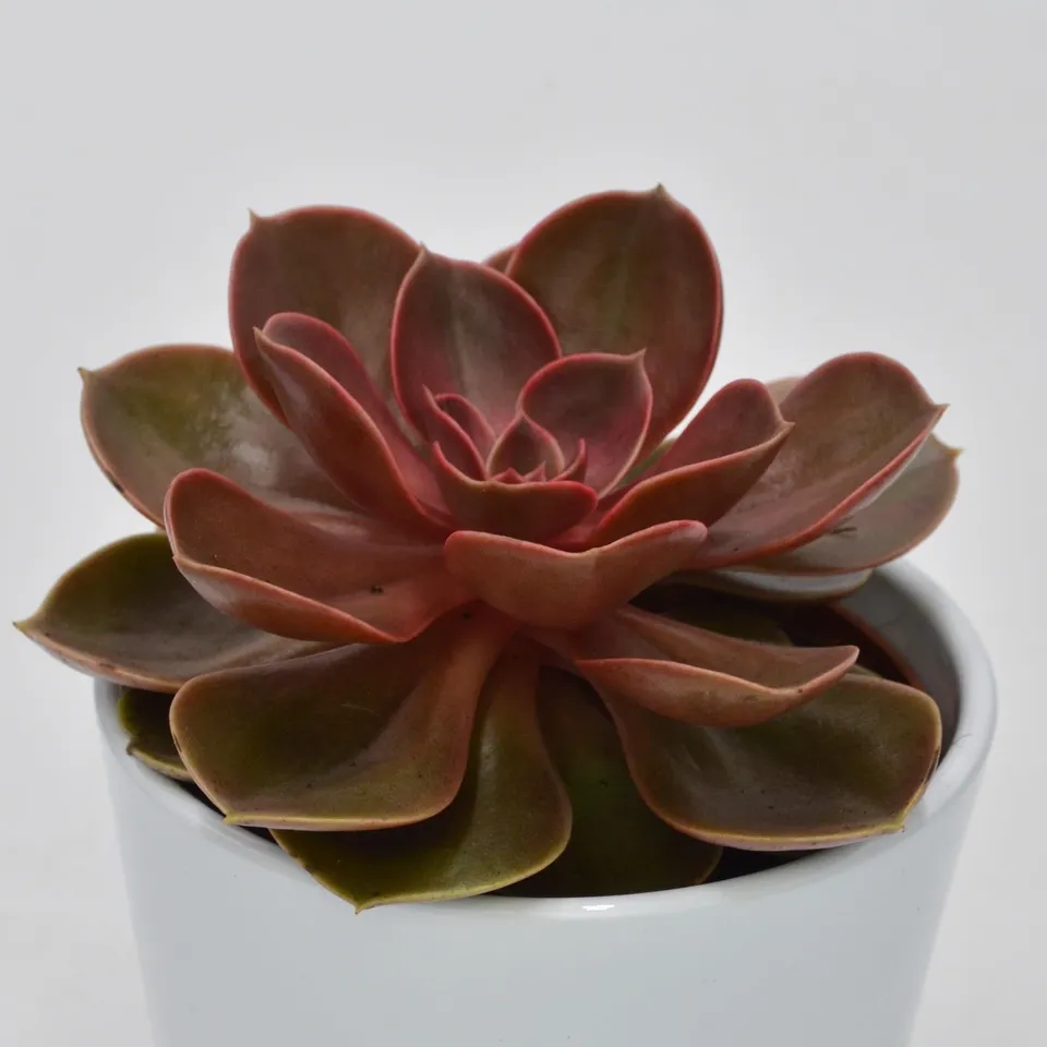 pasiora-echeveria-magic-pearl-10-5cm-schimmernde-rosette image 1